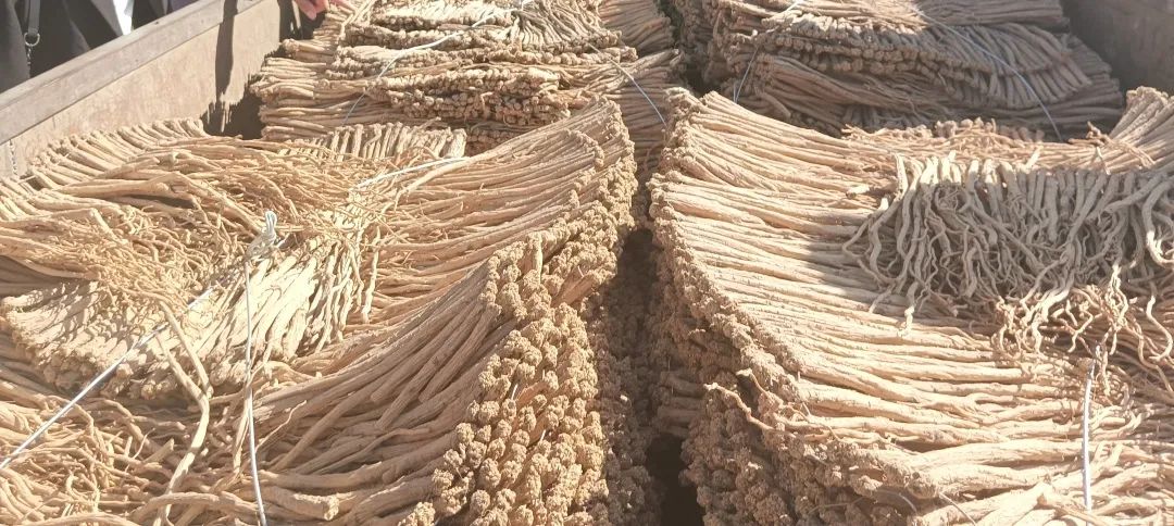 A Detailed Discussion on Codonopsis (Dang Shen)