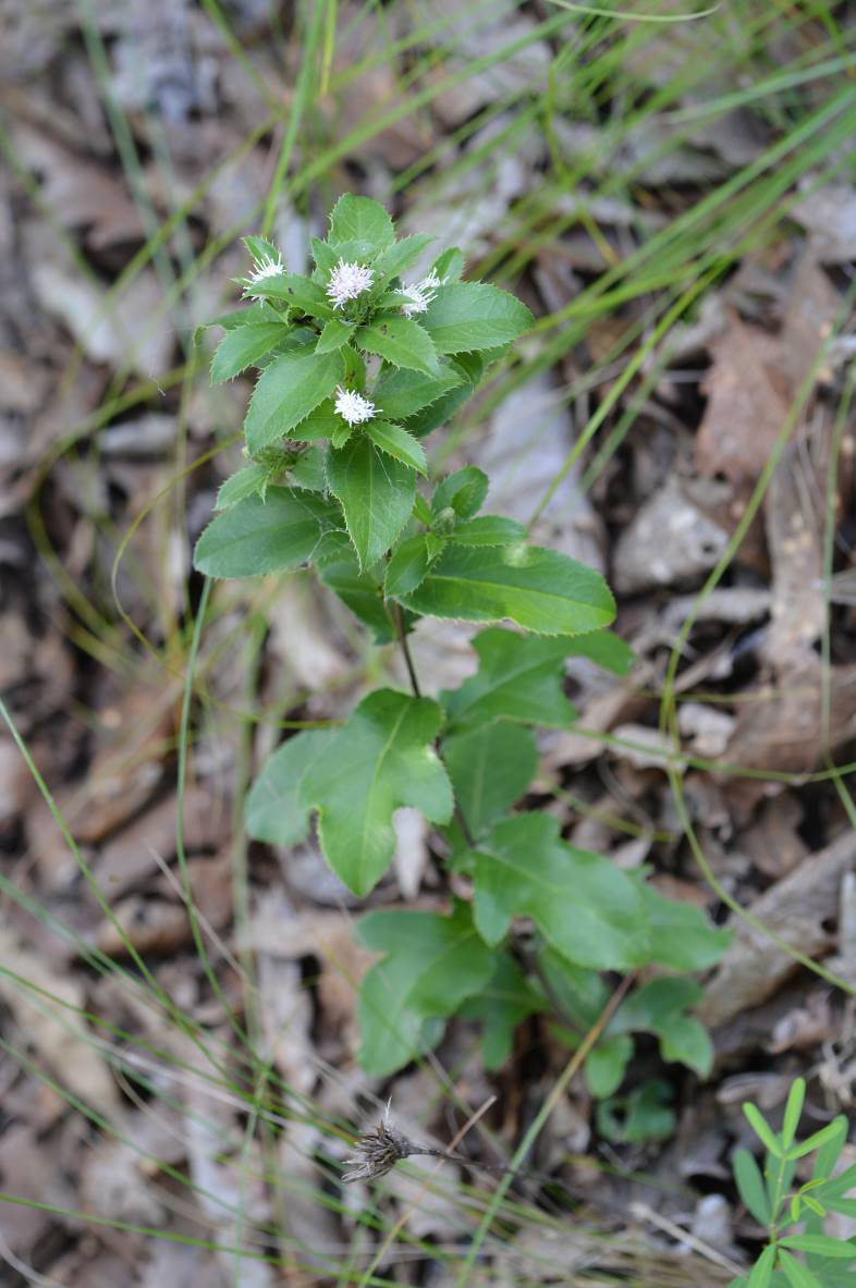 Cultivation of Traditional Chinese Medicinal Herb - Cang Zhu (Atractylodes)