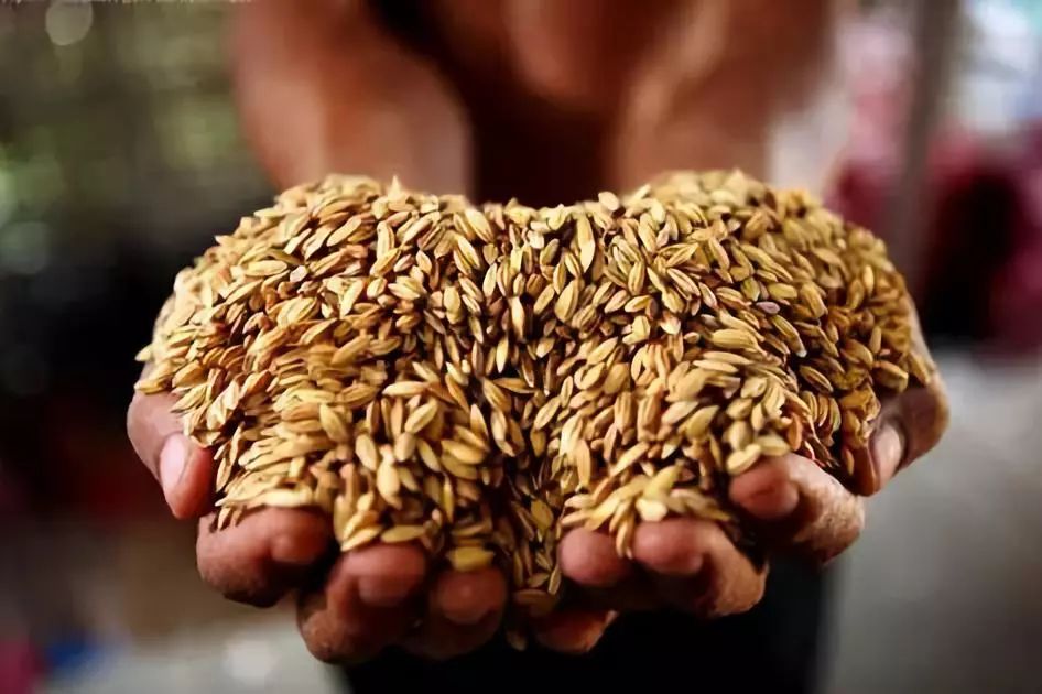 Secrets of Grain-Based Health: Eating for Better Wellness