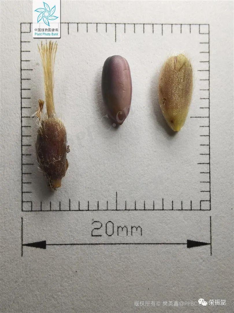 A Detailed Discussion on Traditional Chinese Medicine: Cang Zhu (Atractylodes)