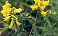 The Efficacy and Functions of Astragalus (Huang Qi)