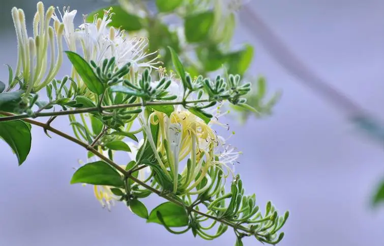 The Efficacy and Functions of Honeysuckle (Jin Yin Hua)
