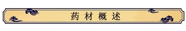 Overview of Safflower (Honghua)