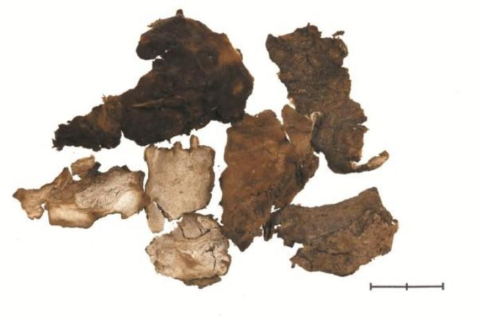 Four Medicinal Variants of Fu Ling with Distinct Effects