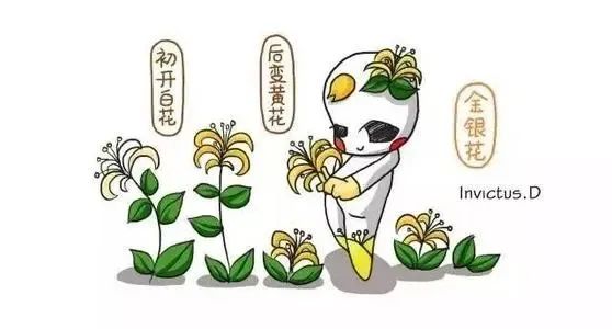 Traditional Chinese Medicine Health Tips: The Many Benefits of Honeysuckle Tea
