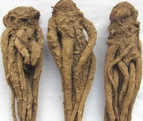 Daily Learning of a Chinese Herb: Angelica Sinensis