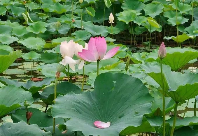 11 Classic Quotes from the Huangdi Neijing: Understanding the Wisdom of Health Preservation!