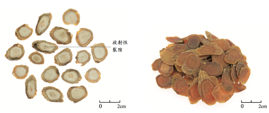 Understanding Ginseng: A Comprehensive Guide to Its Benefits and Uses in Traditional Chinese Medicine