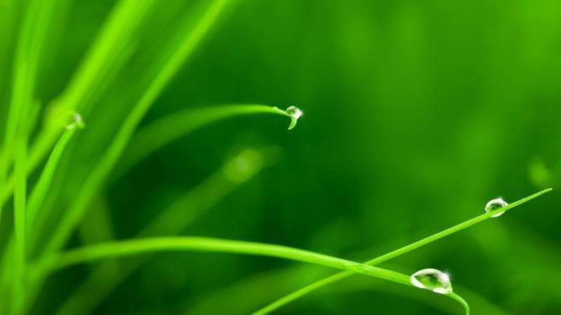 Symptoms and Management of Phlegm-Damp Constitution