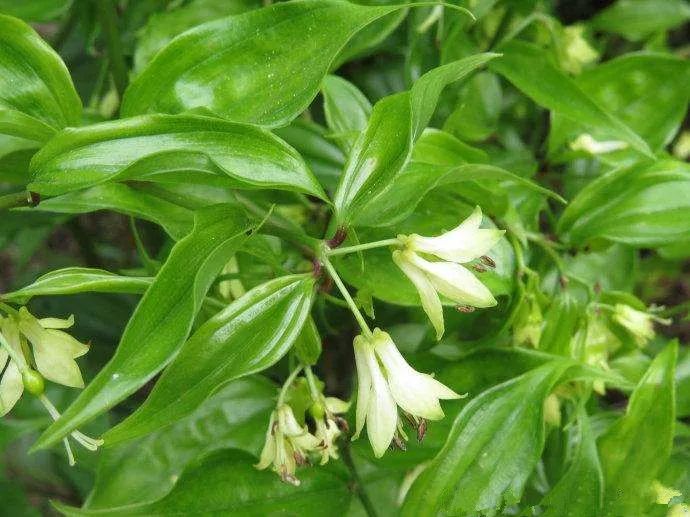 This Herb Can Treat Lower Back Pain, Rheumatic Pain, and Numbness in Hands and Feet