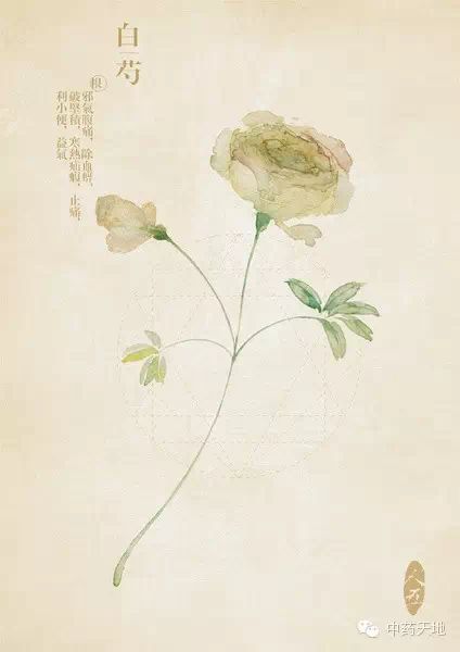 Daily Chinese Medicine: Bai Shao (White Peony)