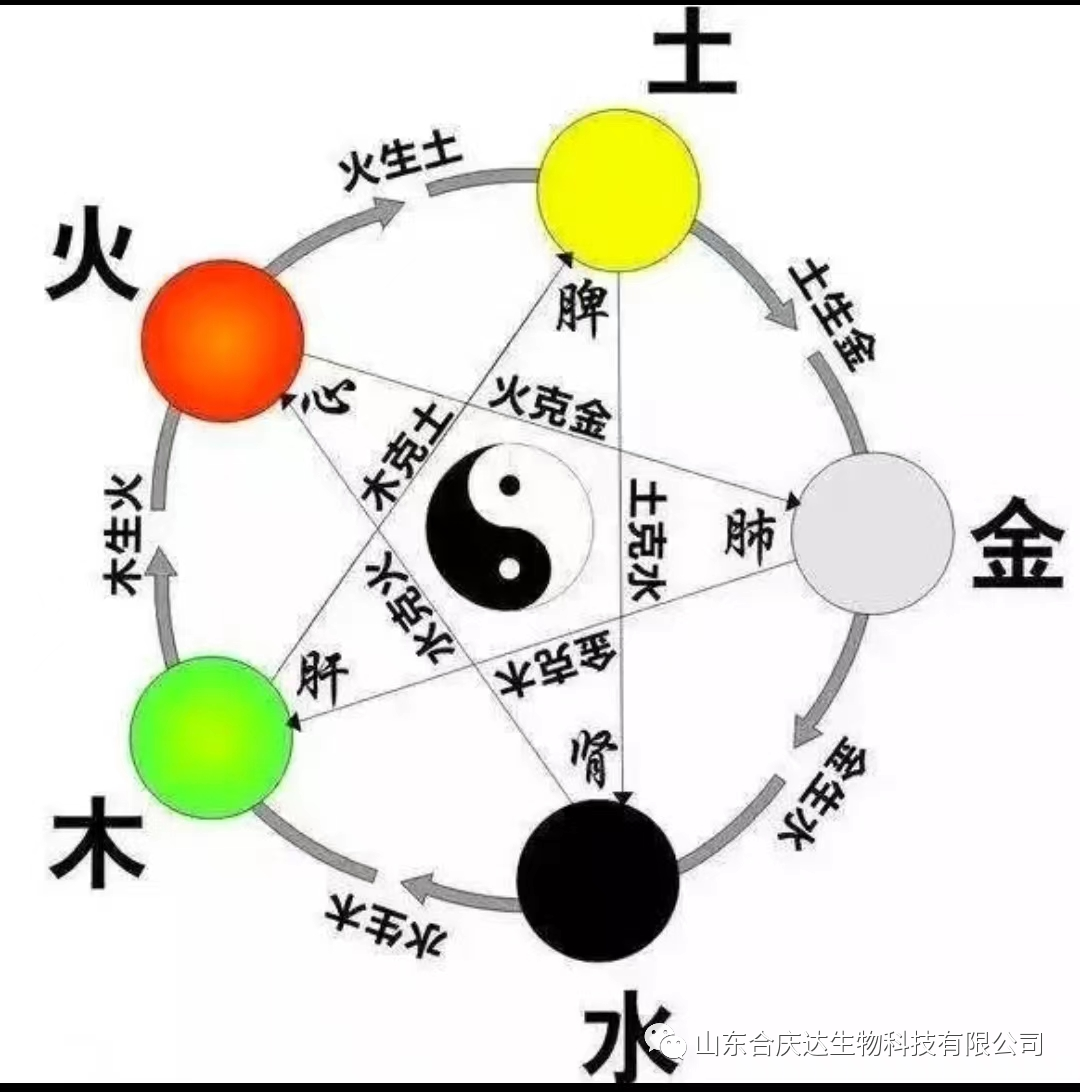 The Relationship Between the Five Elements and the Human Body: How to Regulate the Five Organs Through the Five Elements