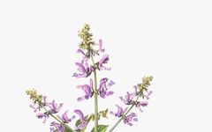 Daily Herb: Dan Shen (Salvia miltiorrhiza)