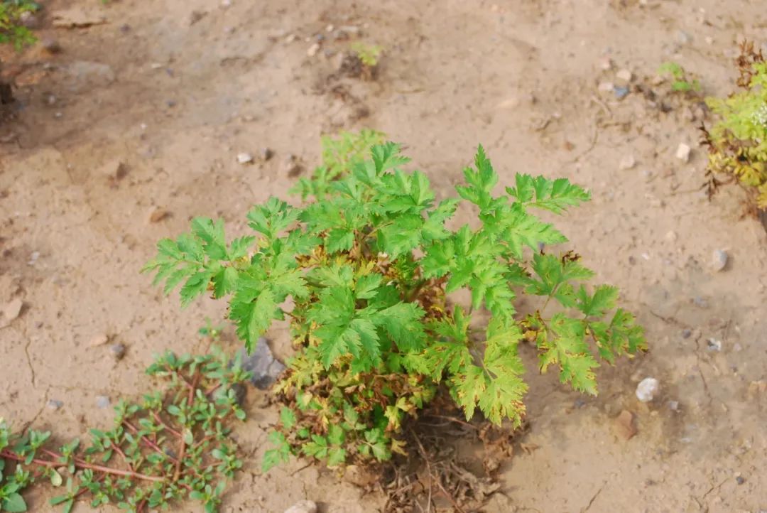 Daily Herb: Chuanxiong (Rhizoma Chuanxiong)
