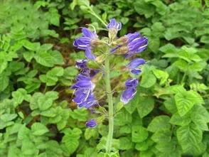 Blood-Invigorating and Stasis-Removing Herbs in Traditional Chinese Medicine
