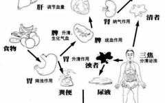 Functions of the Five Zang and Six Fu Organs