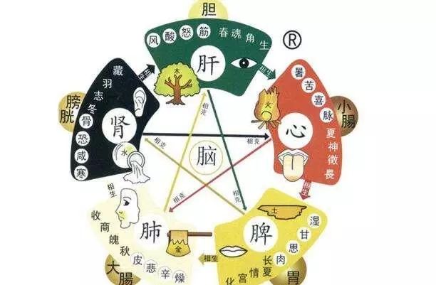 Traditional Chinese Medicine: The Gallbladder as the Chief of the Six Fu Organs with Functions of Storage, Excretion, and Decision-Making