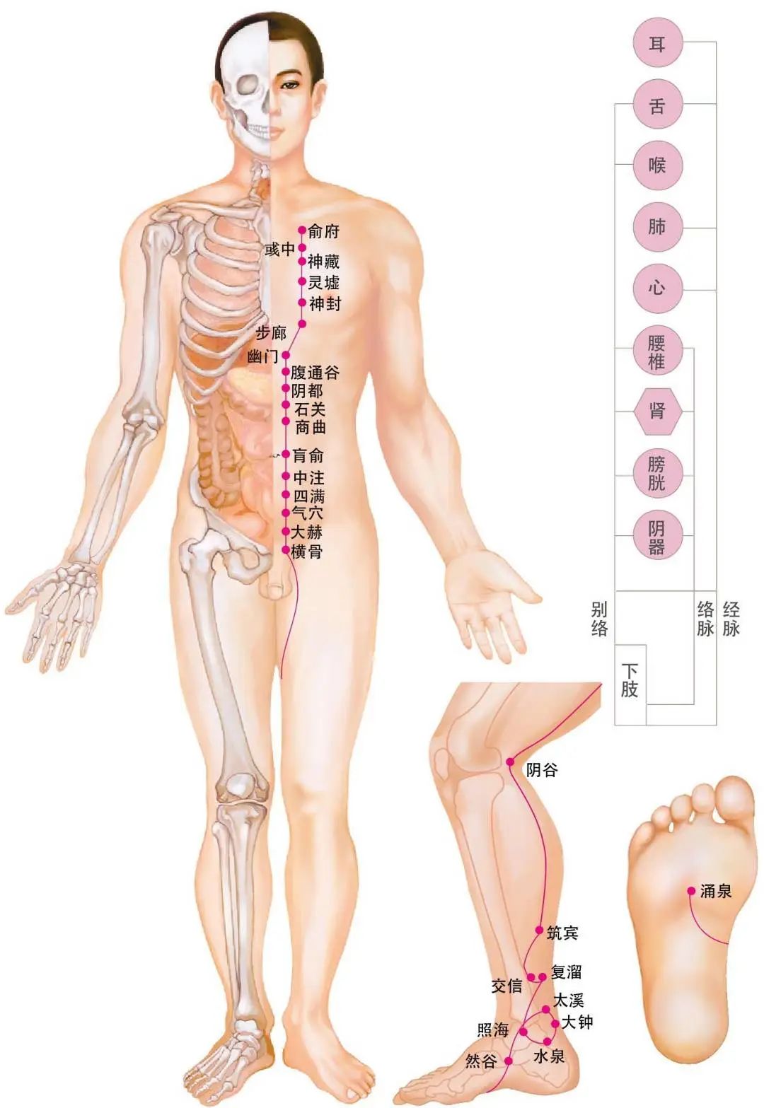 Diagram of the Twelve Meridians (Latest)