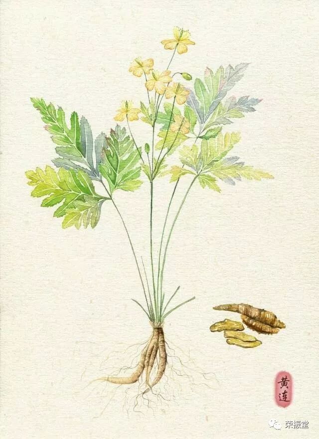 A Detailed Discussion on Huang Lian (Coptis chinensis)