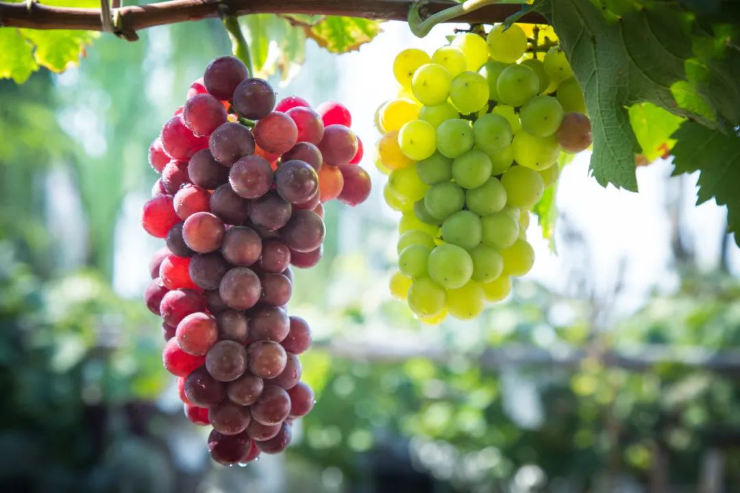20 Vegetarian Foods for Blood Nourishment