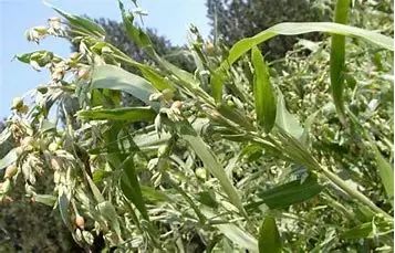 Coix Seed (Yì Yǐ Rén) - A Comprehensive Overview
