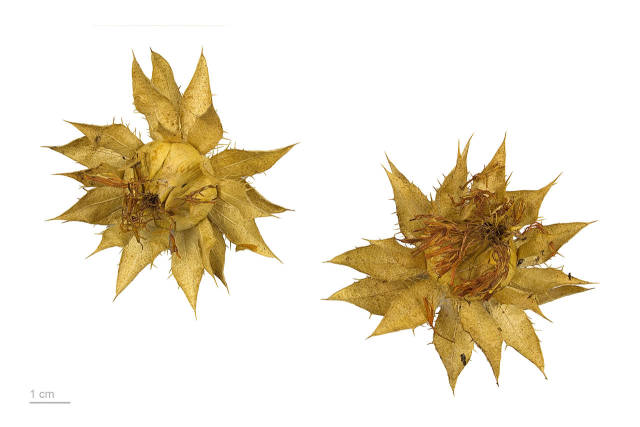 Daily Herb 102: Safflower - Do You Know the Origin of Rouge?