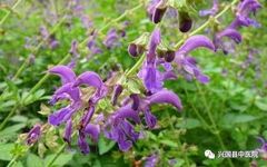 Rational Application of Danshen (Salvia miltiorrhiza)