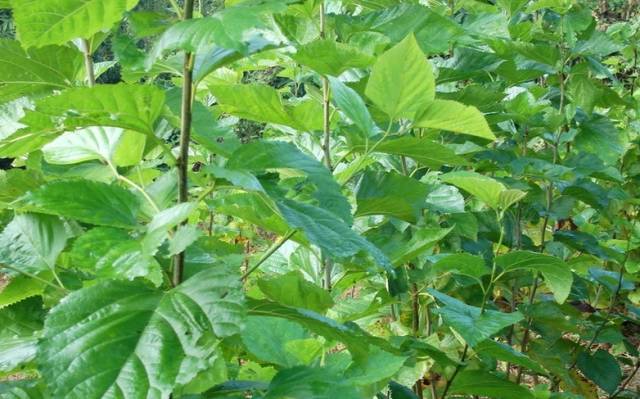 A Comprehensive Guide to 50 Common Medicinal Herbs in Rural Areas