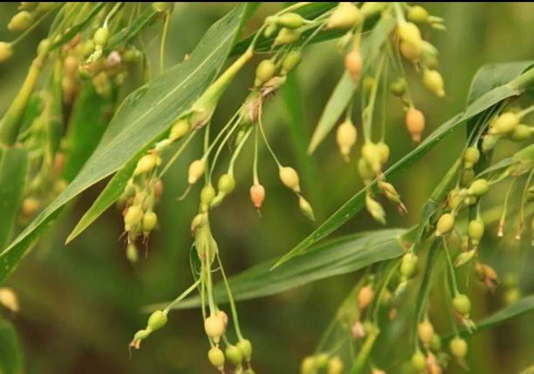 Daily Chinese Herb: Coix Seed (Yi Yi Ren)