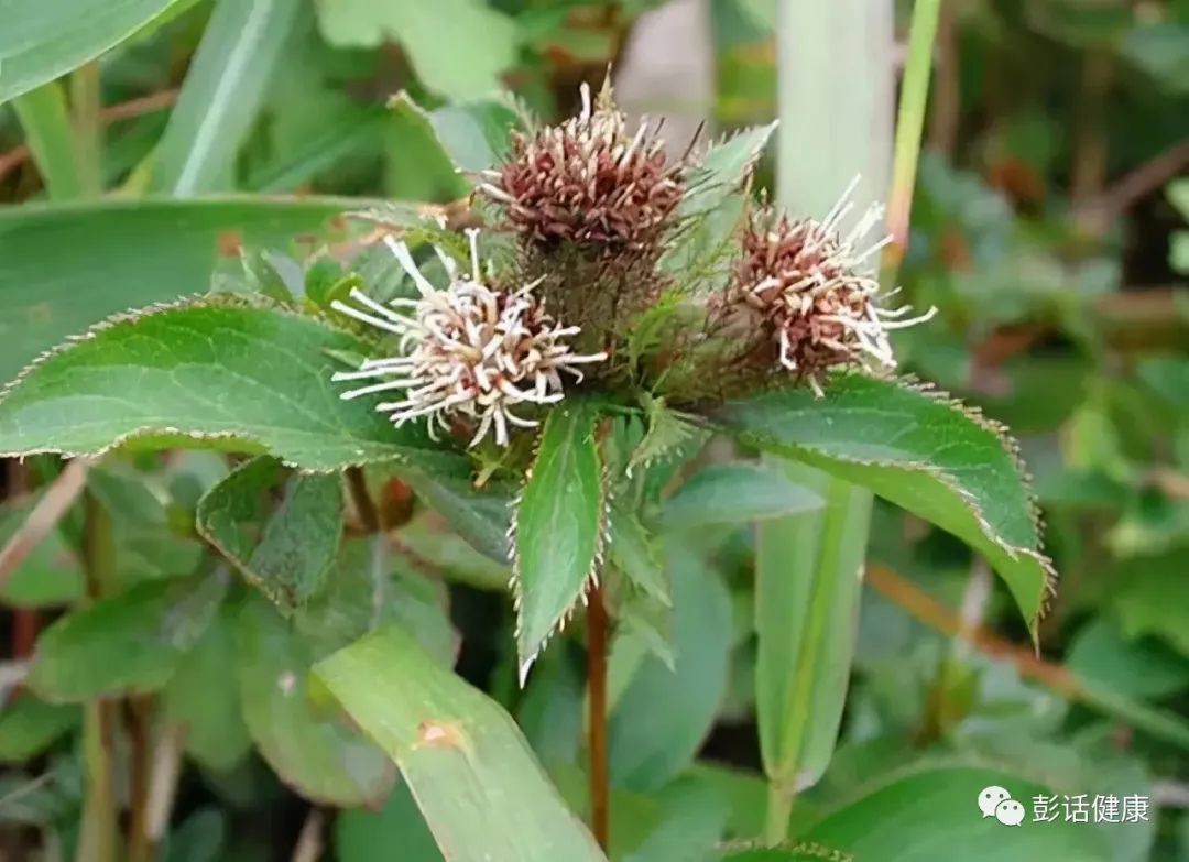 Daily Learning of a Chinese Herb: Atractylodes