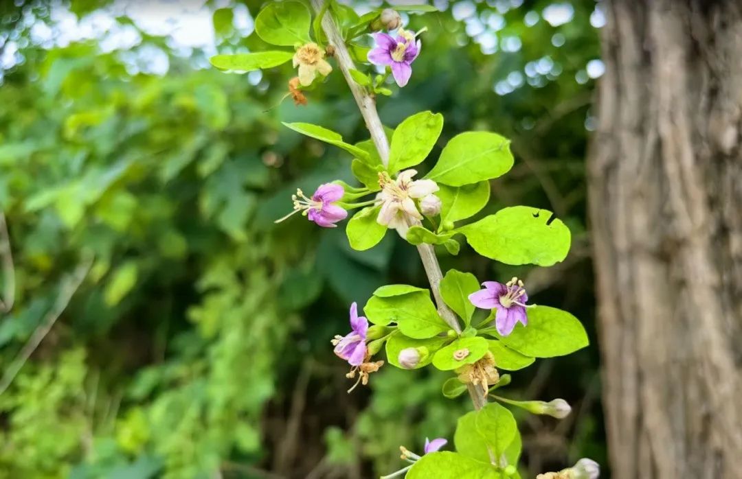 11 Classic Quotes from the Huangdi Neijing: Understanding the Wisdom of Health Preservation!