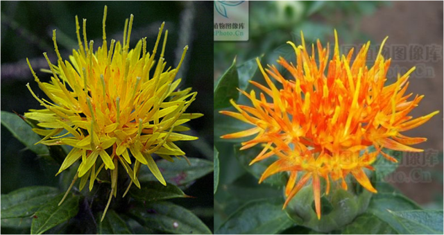 Daily Herb 102: Safflower - Do You Know the Origin of Rouge?