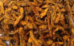 The Efficacy and Functions of Huang Lian (Coptis chinensis)