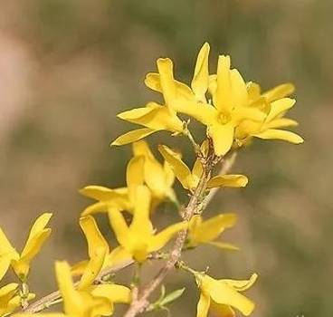What is Lian Qiao and What are its Effects and Functions?