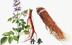 Dan Shen - A Comprehensive Overview of a Traditional Chinese Medicine Herb