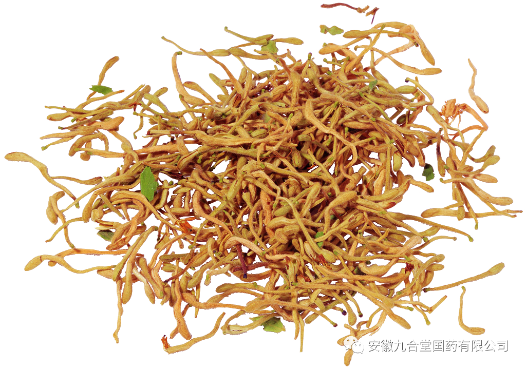 The Medicinal and Dietary Benefits of Honeysuckle (Jin Yin Hua)