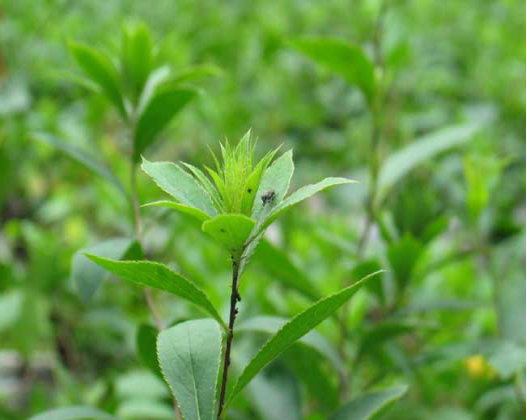 The Efficacy and Cultivation Techniques of Atractylodes