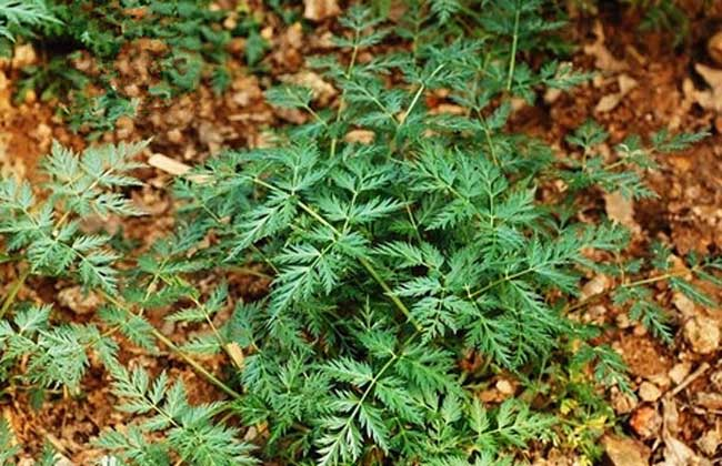 Understanding Chinese Herbal Medicine: Chuanxiong (Ligusticum Chuanxiong)