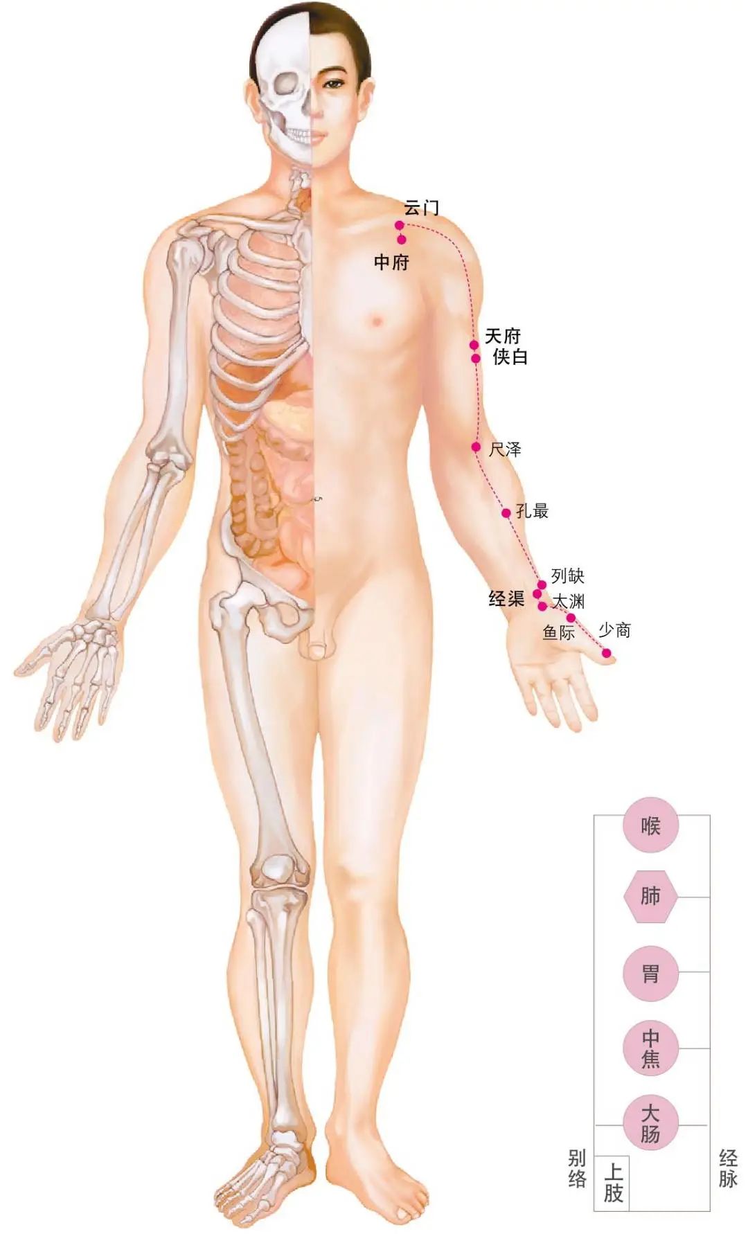 Diagram of the Twelve Meridians (Latest)