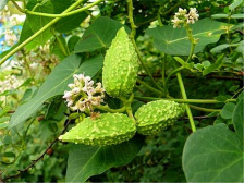 Understanding Traditional Chinese Medicine: Clearing Heat, Detoxifying, Reducing Swelling, and Alleviating Pain