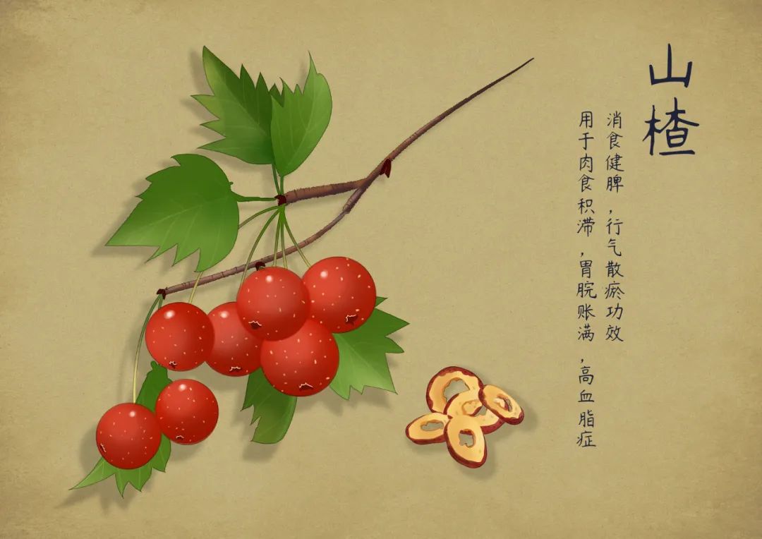 Huang Qi and Hawthorn Drink: Strengthening the Body!