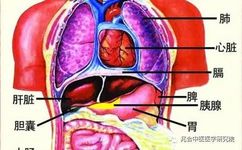 The Flow of the Five Organs, Six Bowels, and Twelve Meridians