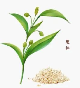 Lingnan Specialty Processing | The King of Gramineae, a Small Powerhouse for Dampness Removal