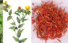 Carthamus (Safflower): Invigorating Blood Circulation and Dispelling Stasis