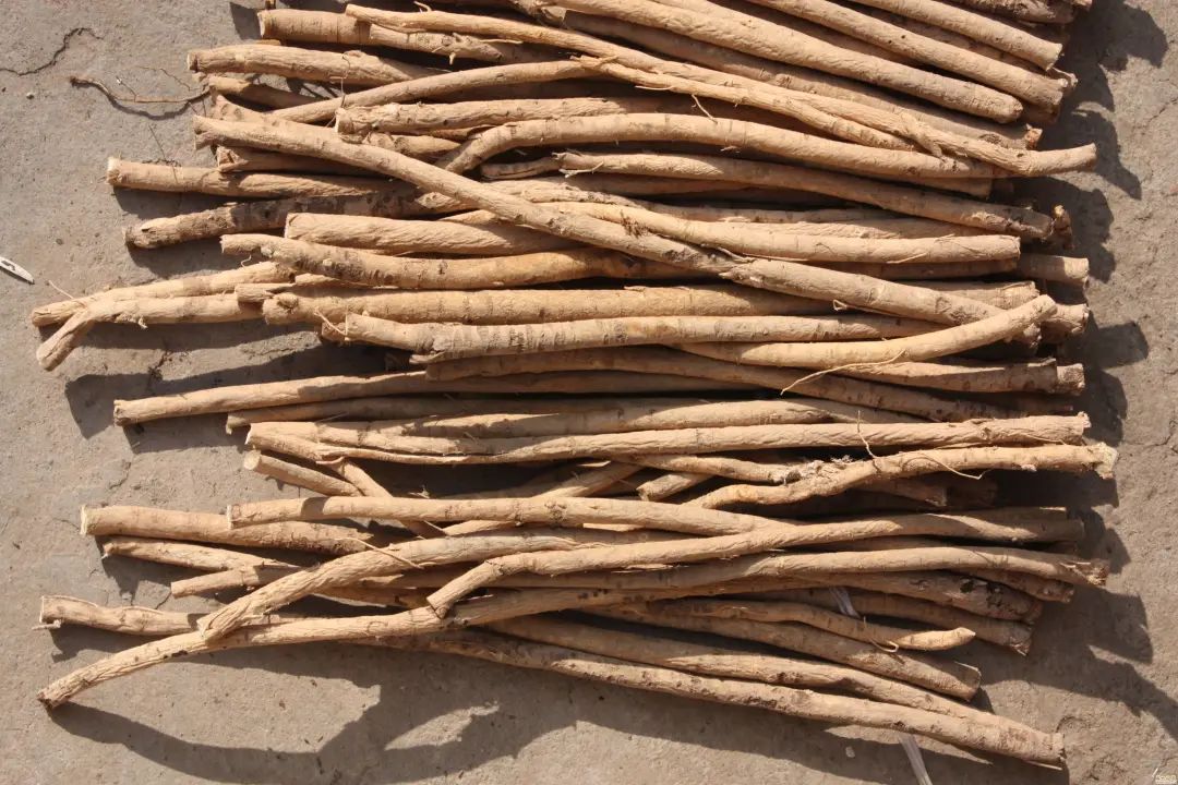 The Efficacy and Functions of Astragalus (Huang Qi)