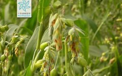 Traditional Chinese Medicine: Coix Seed and Coix Root
