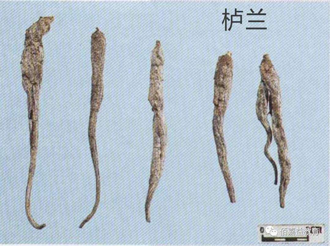 How to Distinguish Genuine from Fake Ginseng