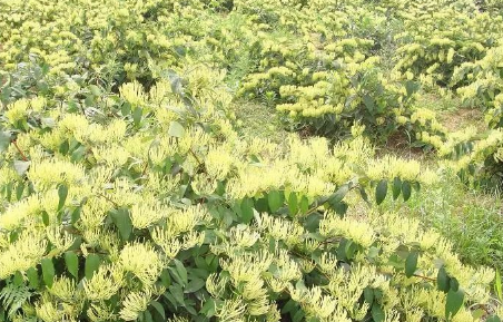 Daily Learning of Chinese Herbs - Honeysuckle