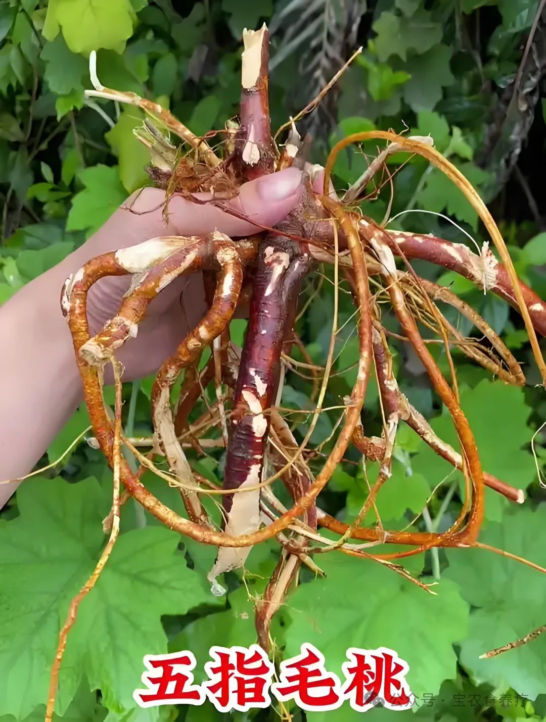 Understanding Traditional Chinese Medicine: The Dual Role of Food and Medicine (Part 2)