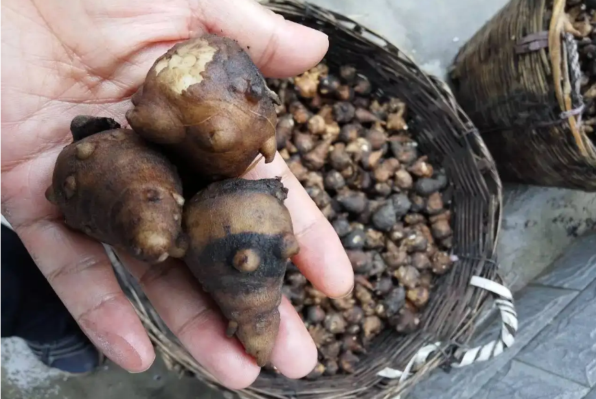 The Controversy of Aconite: A Study on Fuzi (Aconitum)